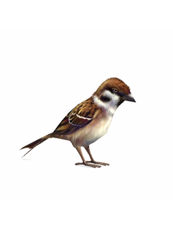 птицы Воробей 2