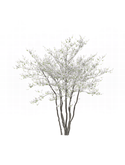 цветущие Вишня цветущая 76