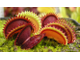 Dionaea muscipula Dracula