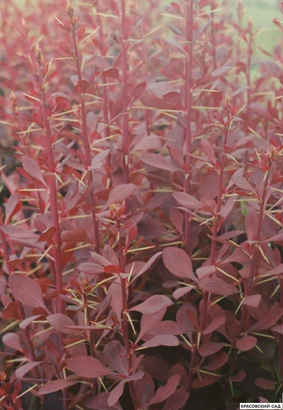Барбарис Аурикома - Auricoma