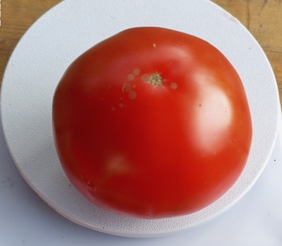 Томат Яблочный Липецкий