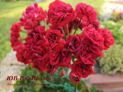 Пеларгония ЮВ_Ред Велюр