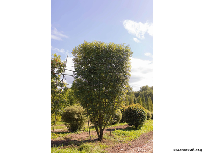 Рябина обыкновенная в форме шпалеры