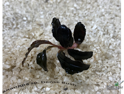 Буцефаландра sp. Dense Bush