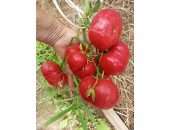 Томат Марло Чарльстон (Marlowe Charleston, Мэрлоу Чарльстон), США