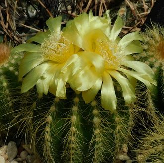 Eriocactus warasii "shaggy selection" - 5 семян