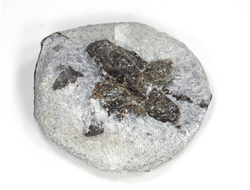 Ставролит, сросток кристаллов на сланце, Россия, Кольский п-ов (45*41*19 мм, 41 г) №26077