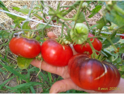 Томат Синий Том (Blue Tom)