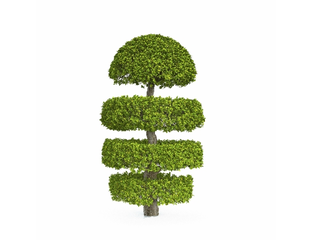 Стриженые растения - стриженые Бирючина Квихоу Ligustrum quihoui 2