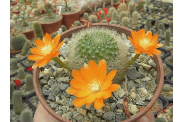 Rebutia  archibuiningiana L 404