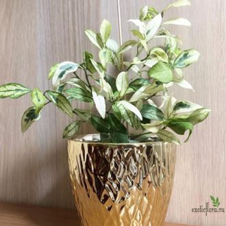 Ficus Diversifolia Splash / фикус диверсифолия сплеш