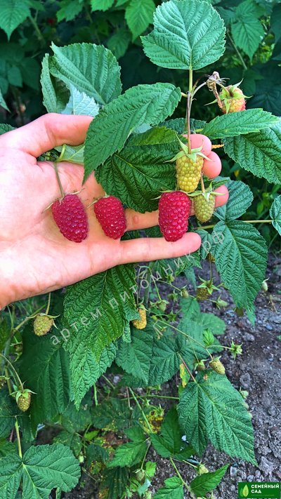 Малина  рем.* "Малиновая Гряда"