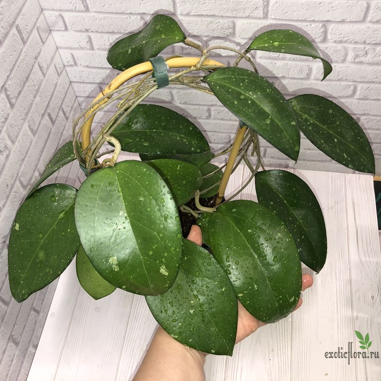 Хойи / срезка - Hoya cv. Joy