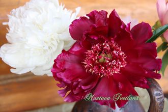 Paeonia Betty Warner