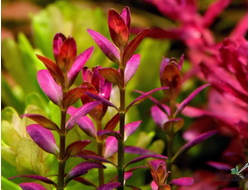 Ротала Флорида (меристемная)