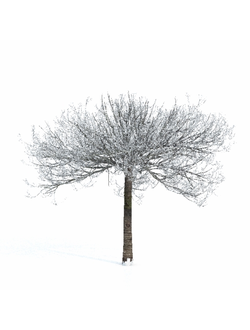 зимние Вишня зимняя 2