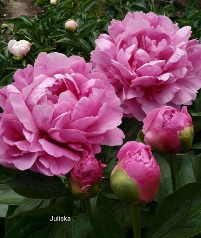 Парфюмерный набор  №20 Аромат пиона 5 мл х 5 шт