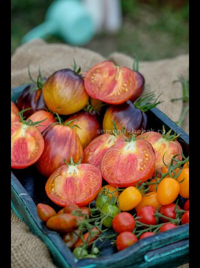 Томат Огненный Тюрбан, 10 шт