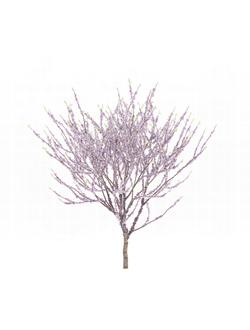 цветущие Багрянник китайский 2