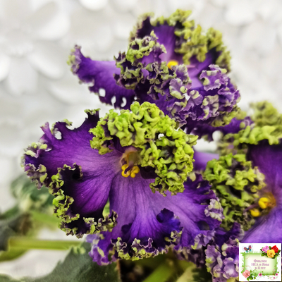 ЛЕ-Галатея Люкс (Е. Лебецкая) 2019 г.