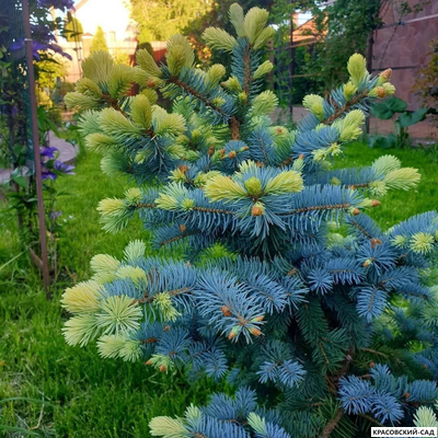 Ель колючая