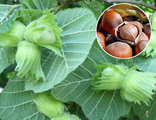 Католонский фундук на штамбе(Corylus avellana Katolonski)