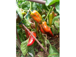 Перец сладкий Паланичко чудо