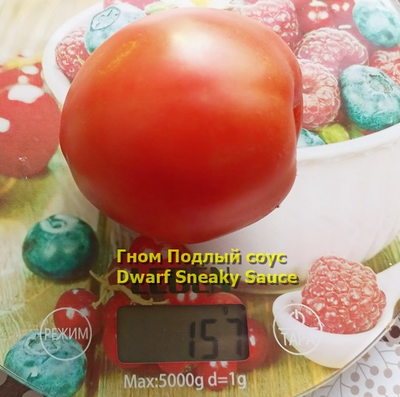 Томат Гном Подлый соус Dwarf Sneaky Sauce)