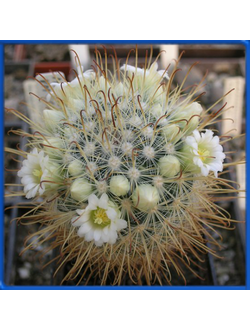 Mammillaria cowperae VM 168