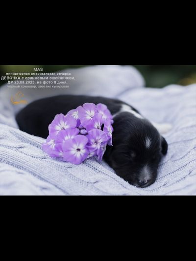 девочка ОРАНЖЕВЫЙ ошейничек Д-2025, mas = ЗАБРОНИРОВАНА