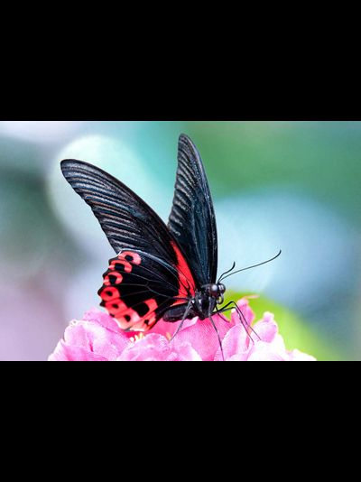 Парусник Румянцева 13 -15 см