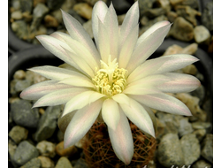 Gymnocalycium bruchii ssp.melojeri VG-272 - 5 семян