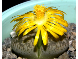 Lithops gesinae v.annae - 10 семян