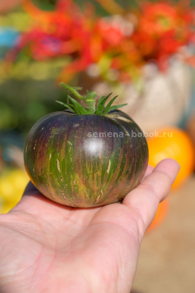 Томат Dwarf Rebella (Гном Ребелла), 10 шт