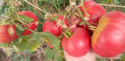 Томат Толстяк из Патонеса (Gordo de Patones)