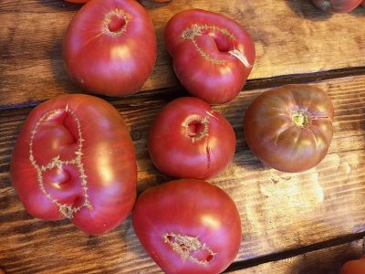 Томат Кофе с молоком