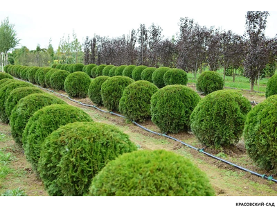 Туя Смаргад в форме шара