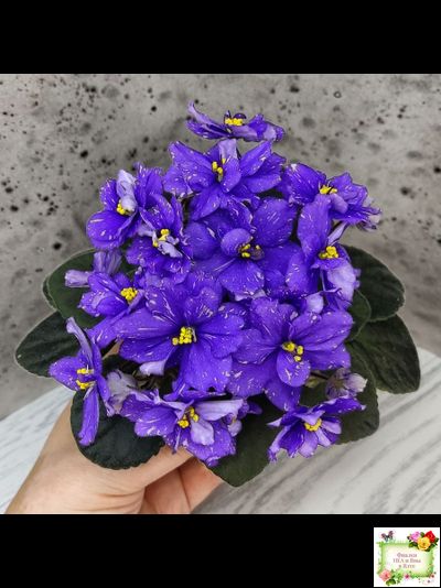 Н-Млечный Путь (Н. Бердникова)