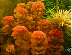 Кабомба красная (пучок)