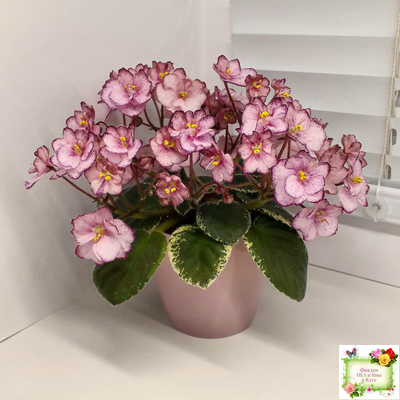 Н-Четыре Сезона (Н. Бердникова) 2015