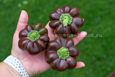 Перец сладкий Паприка Чоколейт, 10 шт