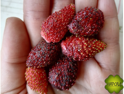 ЗЕМЛЯНИКА РЕМОНТАНТНАЯ "САШЕНЬКА" (БЕЗУСАЯ, САМОПЛОДНАЯ, СЛАДКАЯ, АРОМАТНАЯ) РАССАДА В ЯЧЕЙКАХ