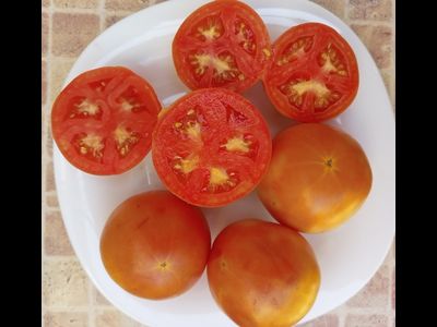 Томат Богдановский