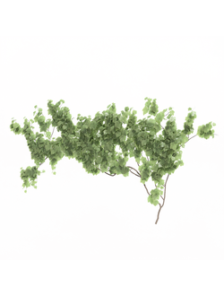 вьющиеся Виноград культурный 2