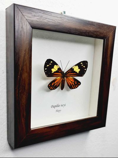 Бабочка в рамке Парусник Нейя
