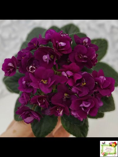 Precious Red (H. Pittman) (9724) 01/15/2007