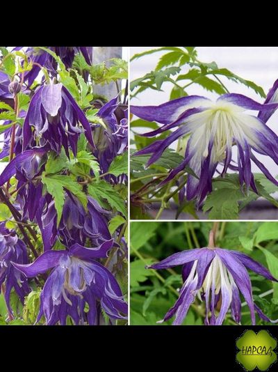 Клематис "Blue Surprise" (Блю Сюрпрайз) (саженец 2 года) без обрезки (зимовавший саженец)