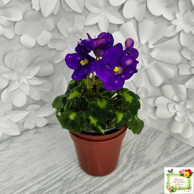 ВаТ-Горох на Десерт (Т. Валькова) 2020 г. (гёрл-листва)