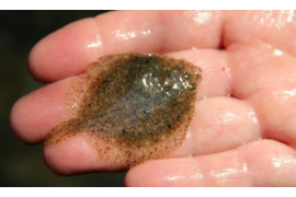 Малёк камбалы калкан черноморской