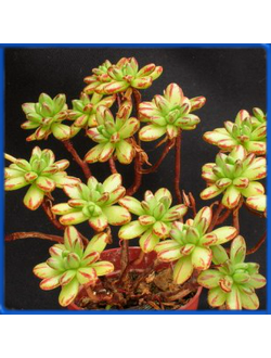 Aeonium sedifolium